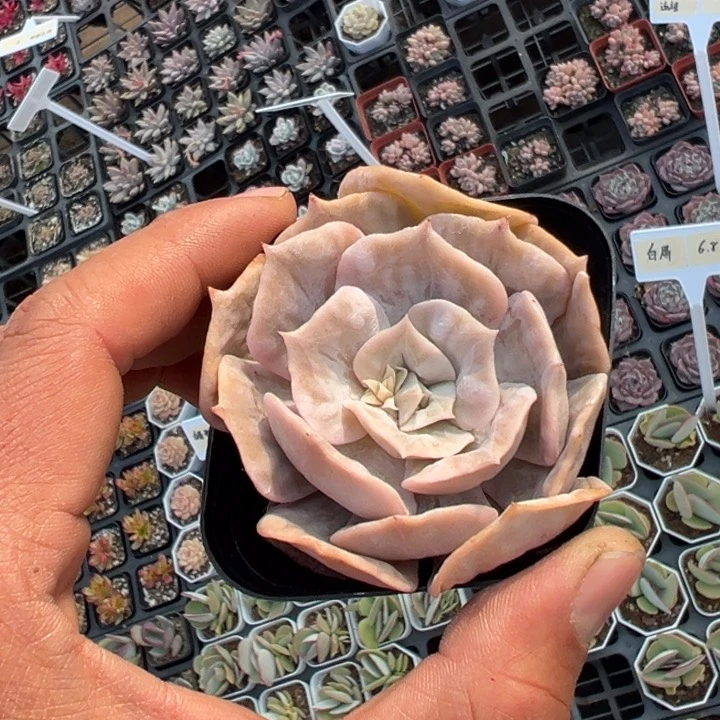 漫威一颗量拍多肉满20包邮下午发