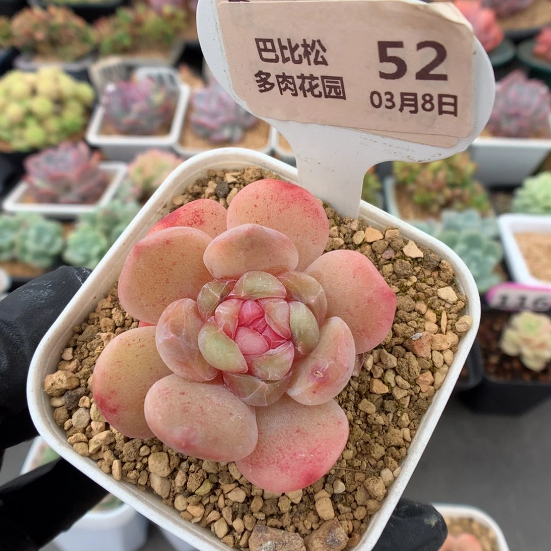 52 糖心多肉多肉