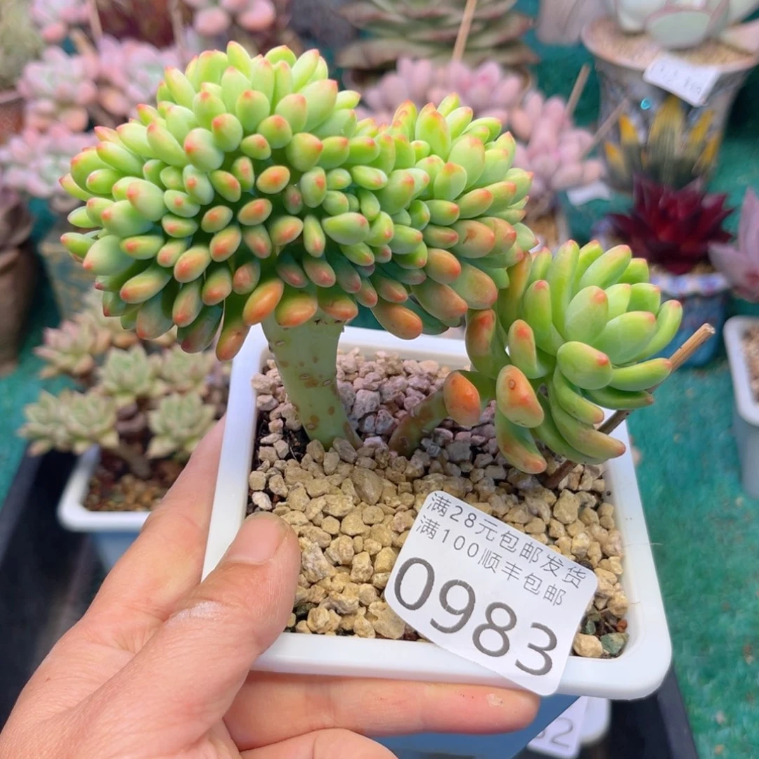 大0983:、xbchhjjnnn