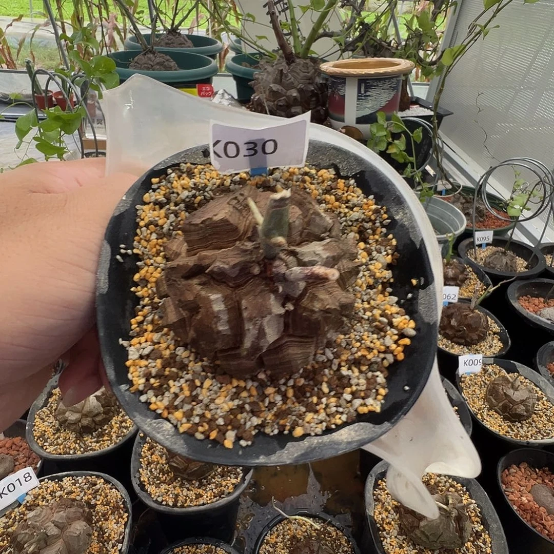 多肉植物专拍 一物一拍 南非龟甲龙030