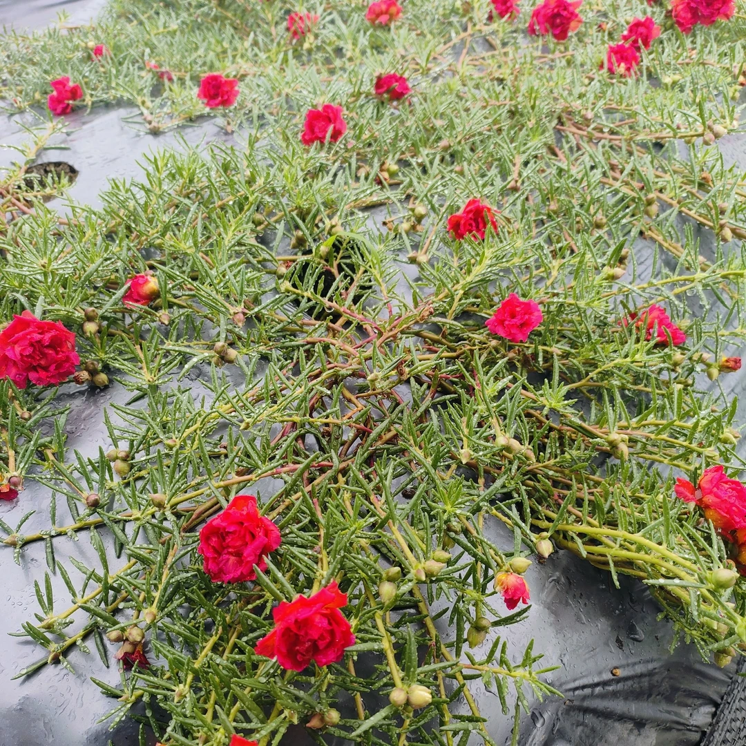 300 根太阳花枝条 10 厘米-15 厘米可扦插