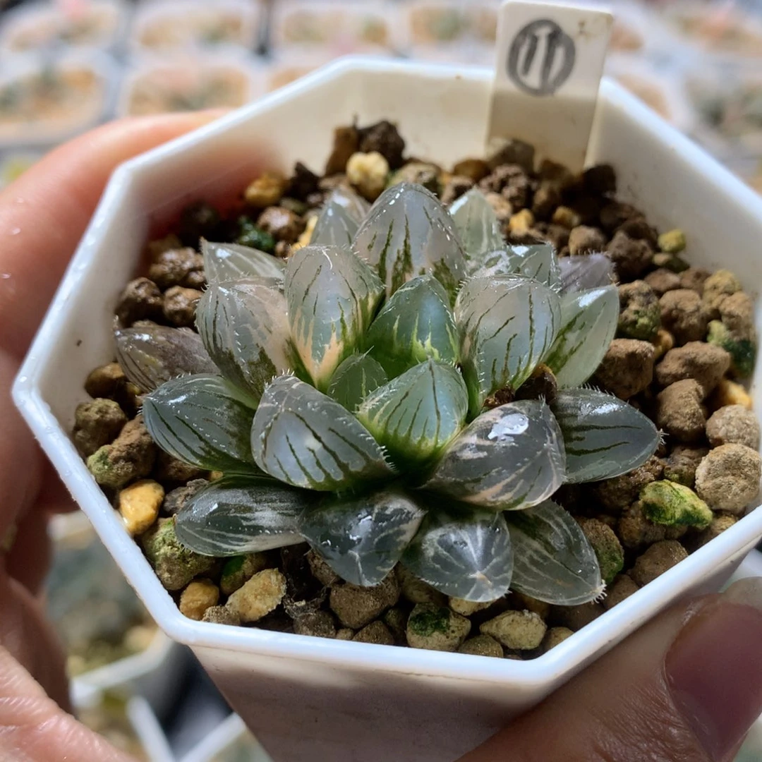 以实际为准11赤线