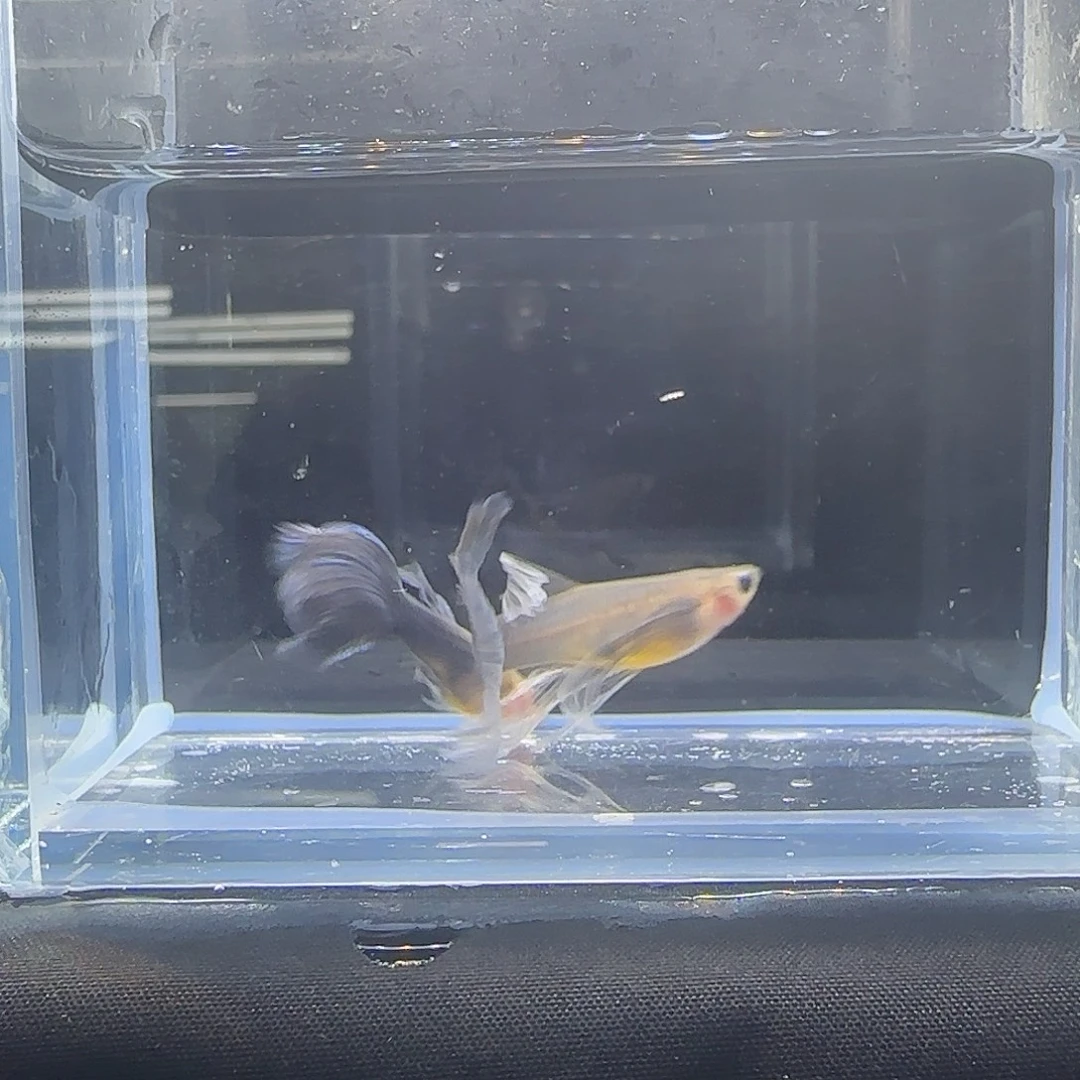 孔雀鱼关注主播可以竞拍