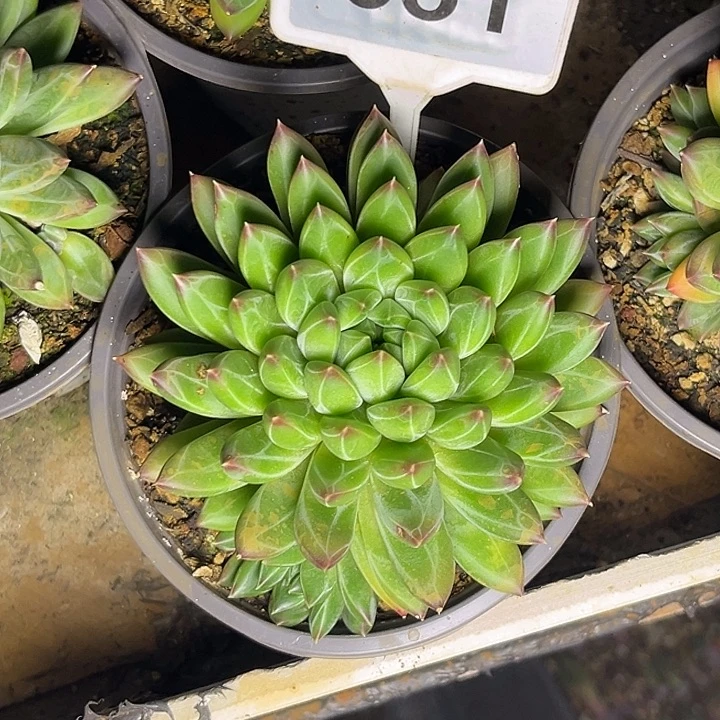 多肉植物雪花美人651