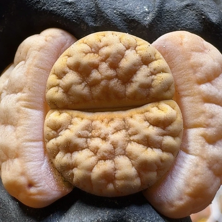 极***亚生石花1111111。  276