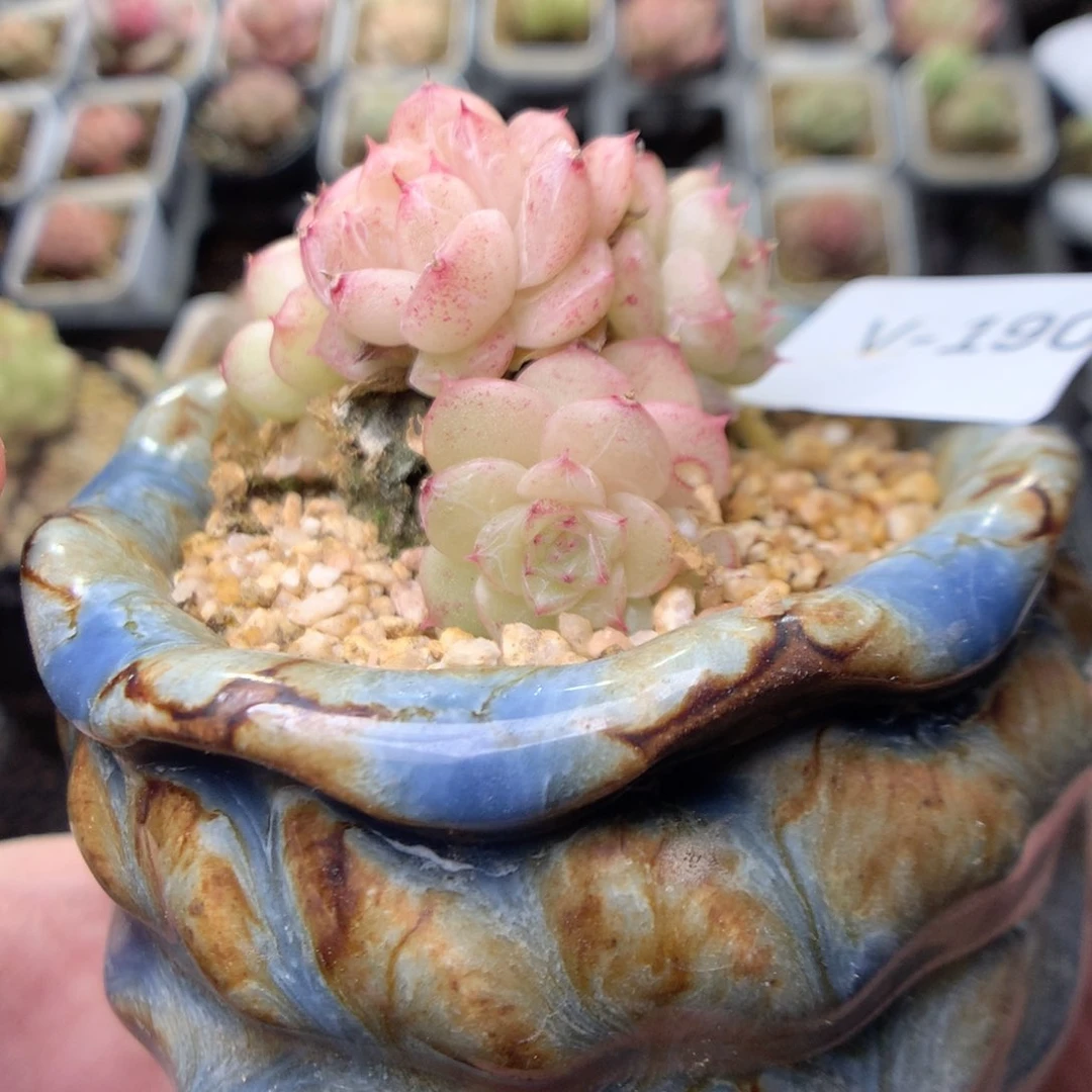 V190y y y y y y y