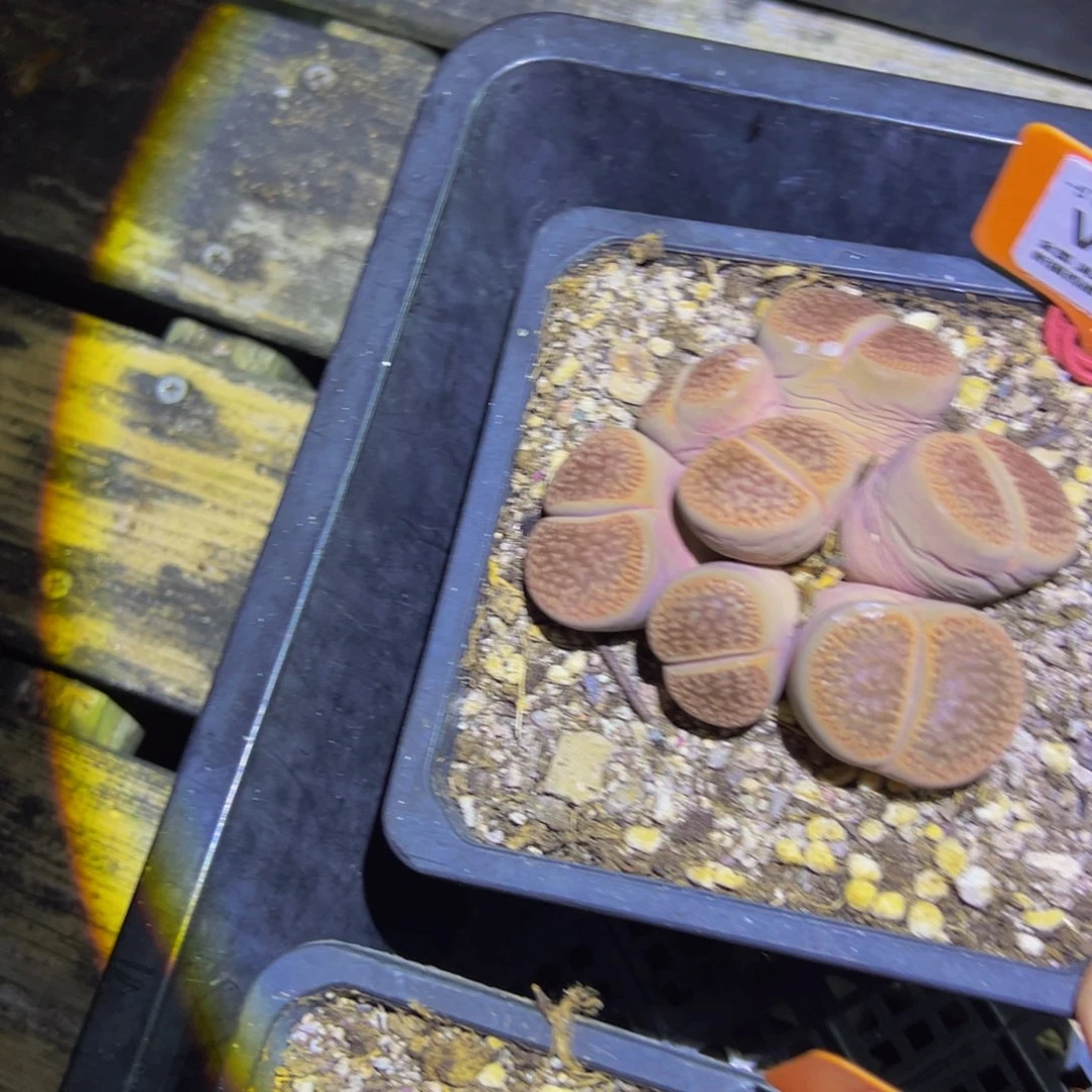 260 一物一拍，默认有伤，介意勿拍，不退不换