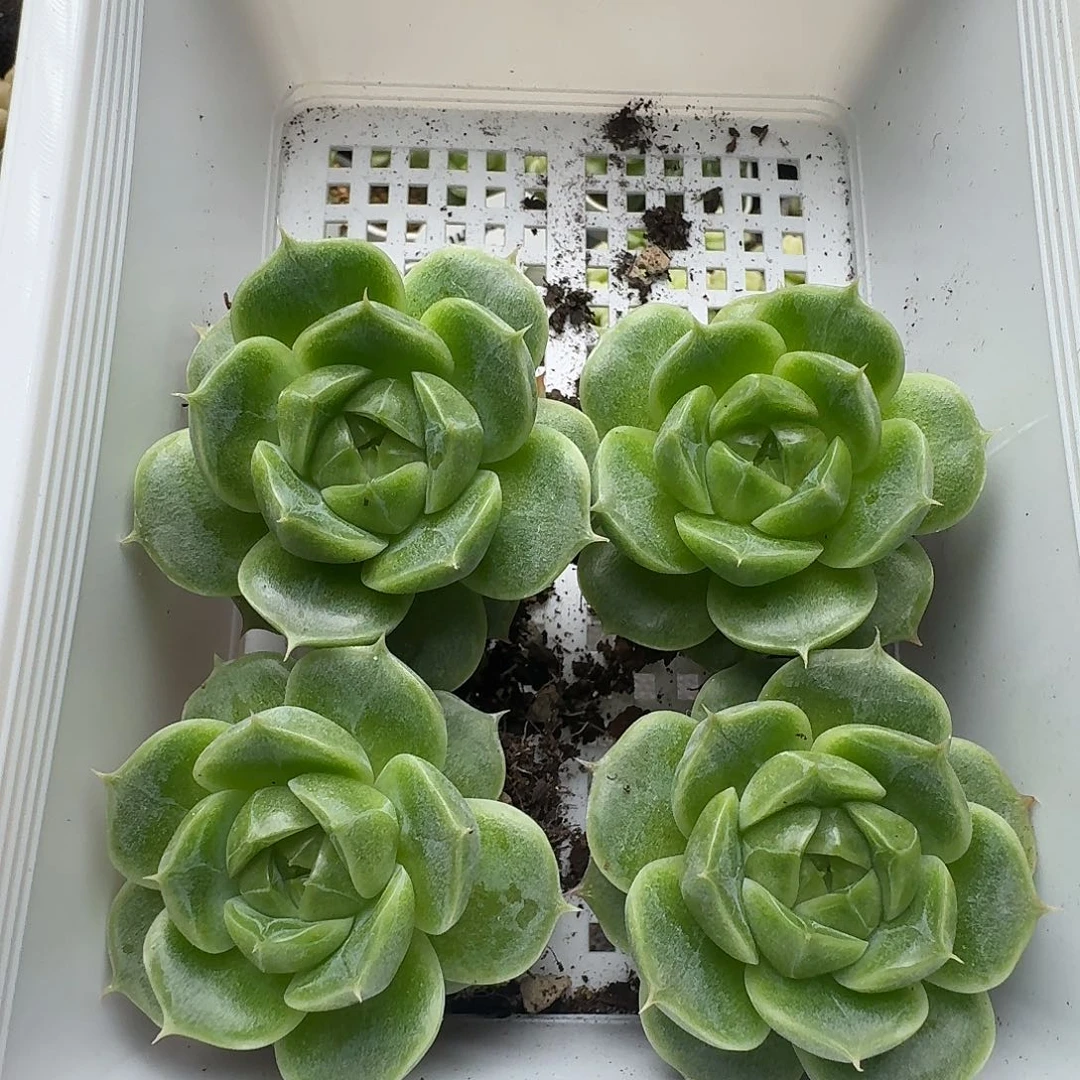 一物一拍一组817-184