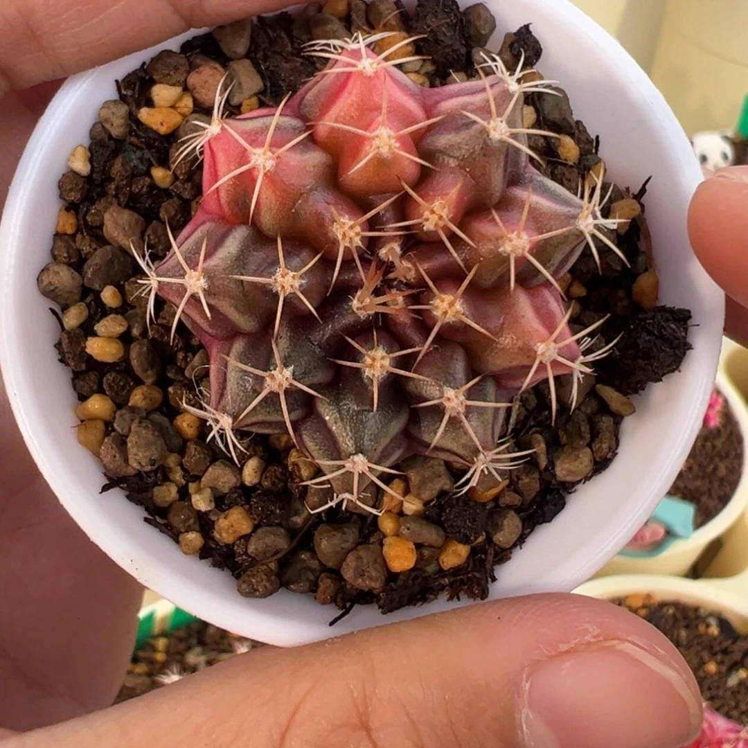 504好看的米哈冲冲冲