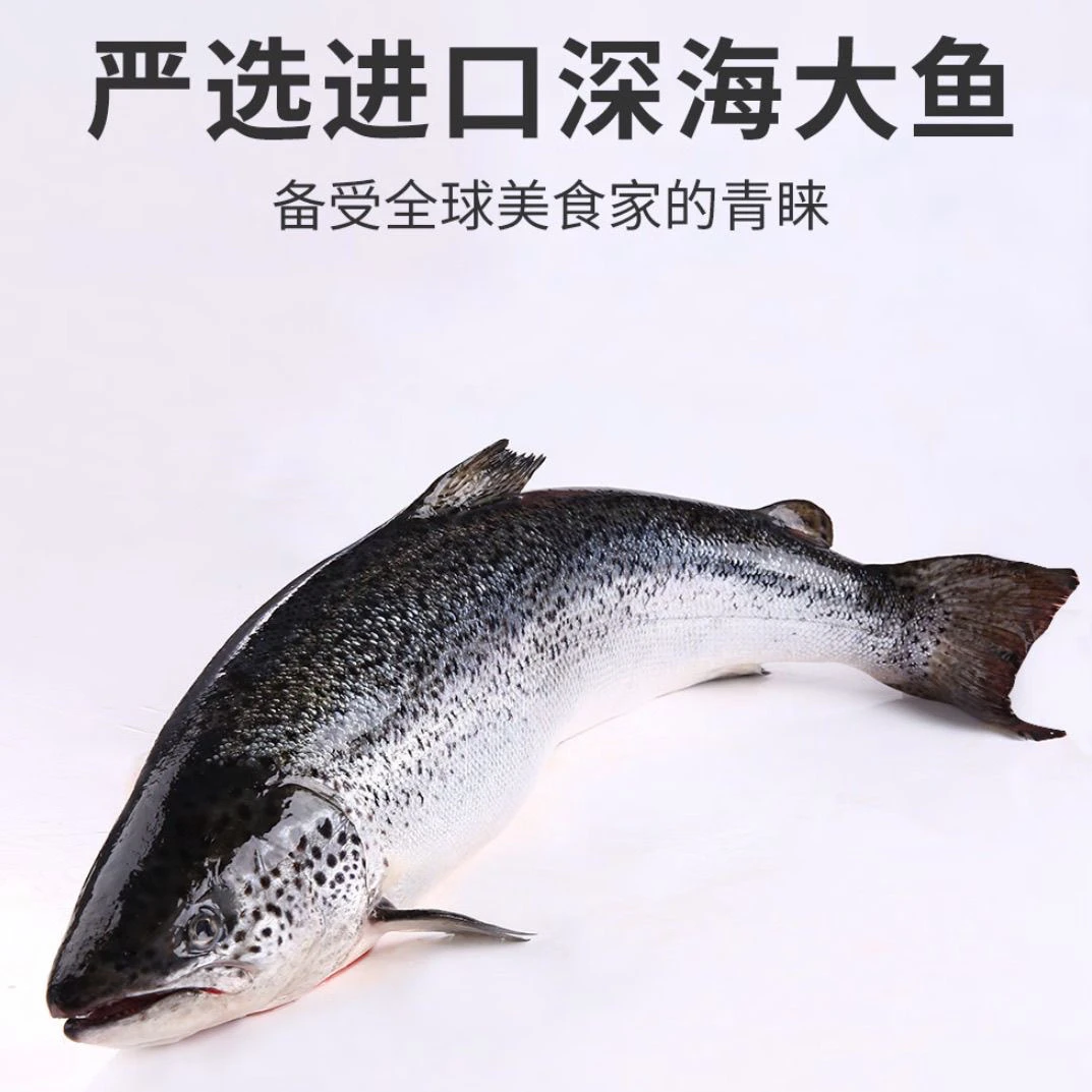 挪威整条冰鲜三文鱼12-14斤新鲜大西洋鲑鱼刺身生鱼片
