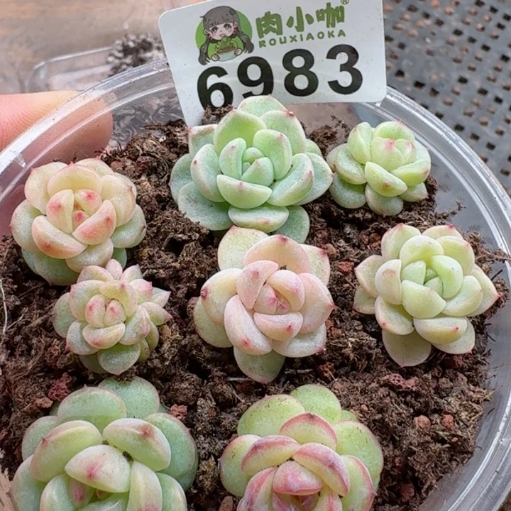 多肉植物多肉植物