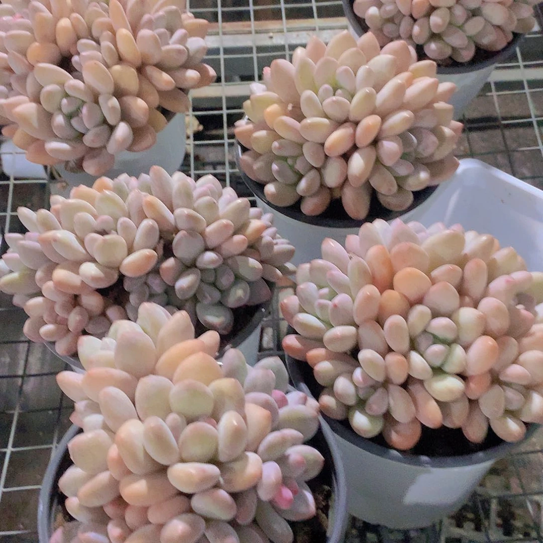 大香水群23568899990