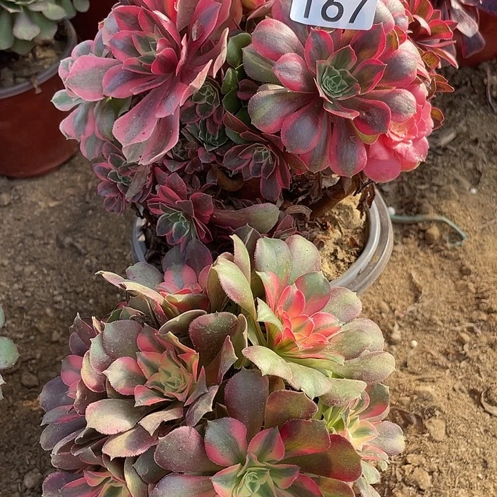 绿***萝167组合无售后对肉植物