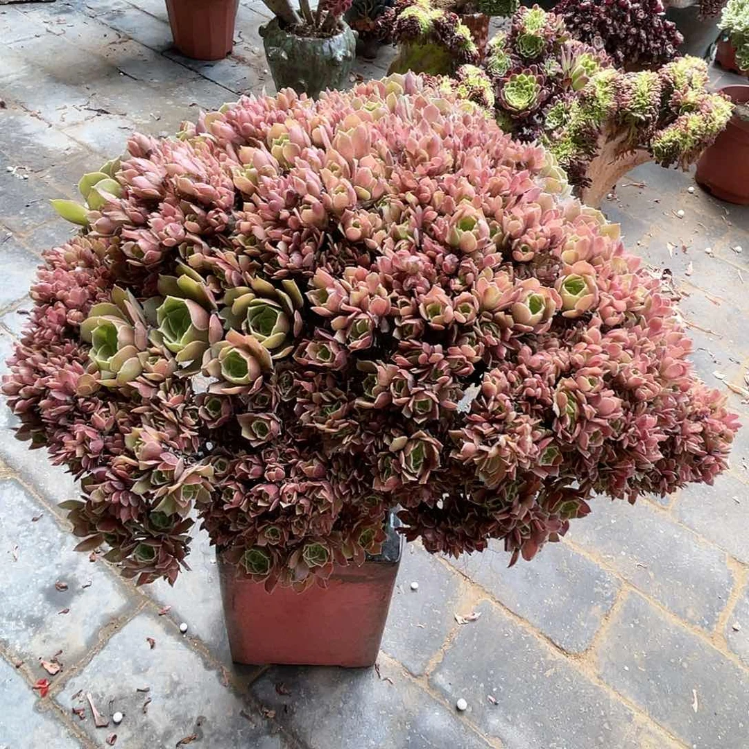 【闪购商品】全部花朵玫瑰朵朵