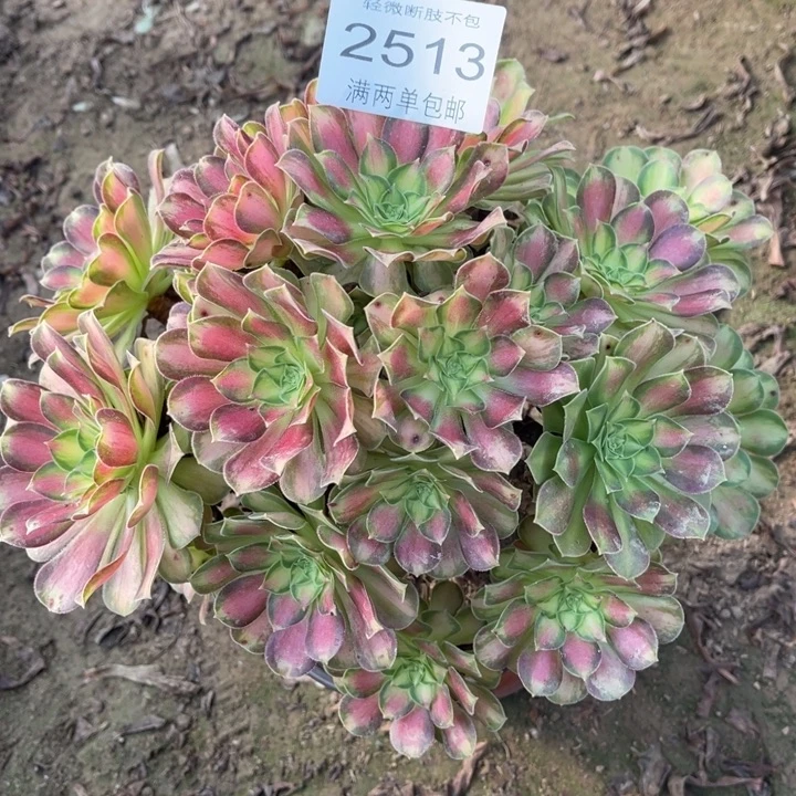 2513韶华的人多肉的