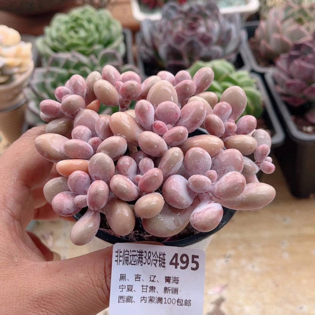 495桃蛋德华多肉