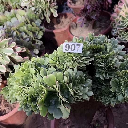 H***乐多肉植物一个绿玫瑰907