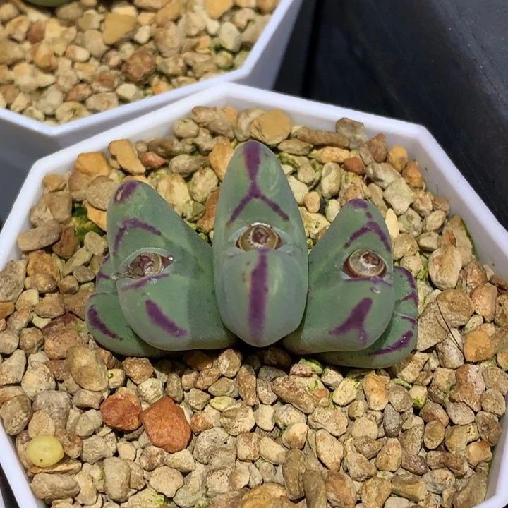 精品多肉植物小爱心杂