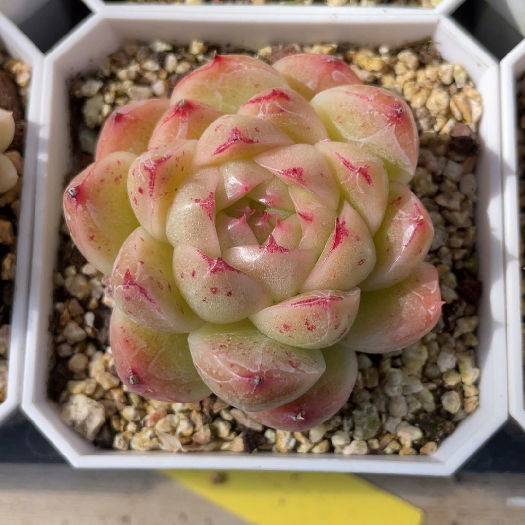 S优选麦杆群生不包整1990