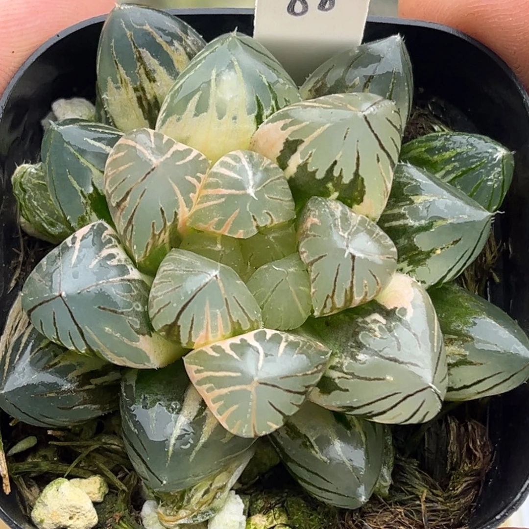 88粉白龙爪玉露锦糊斑趋势