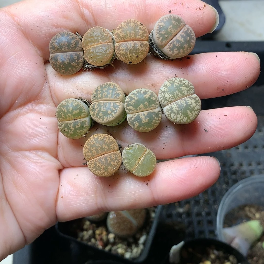 T392多肉植物保护