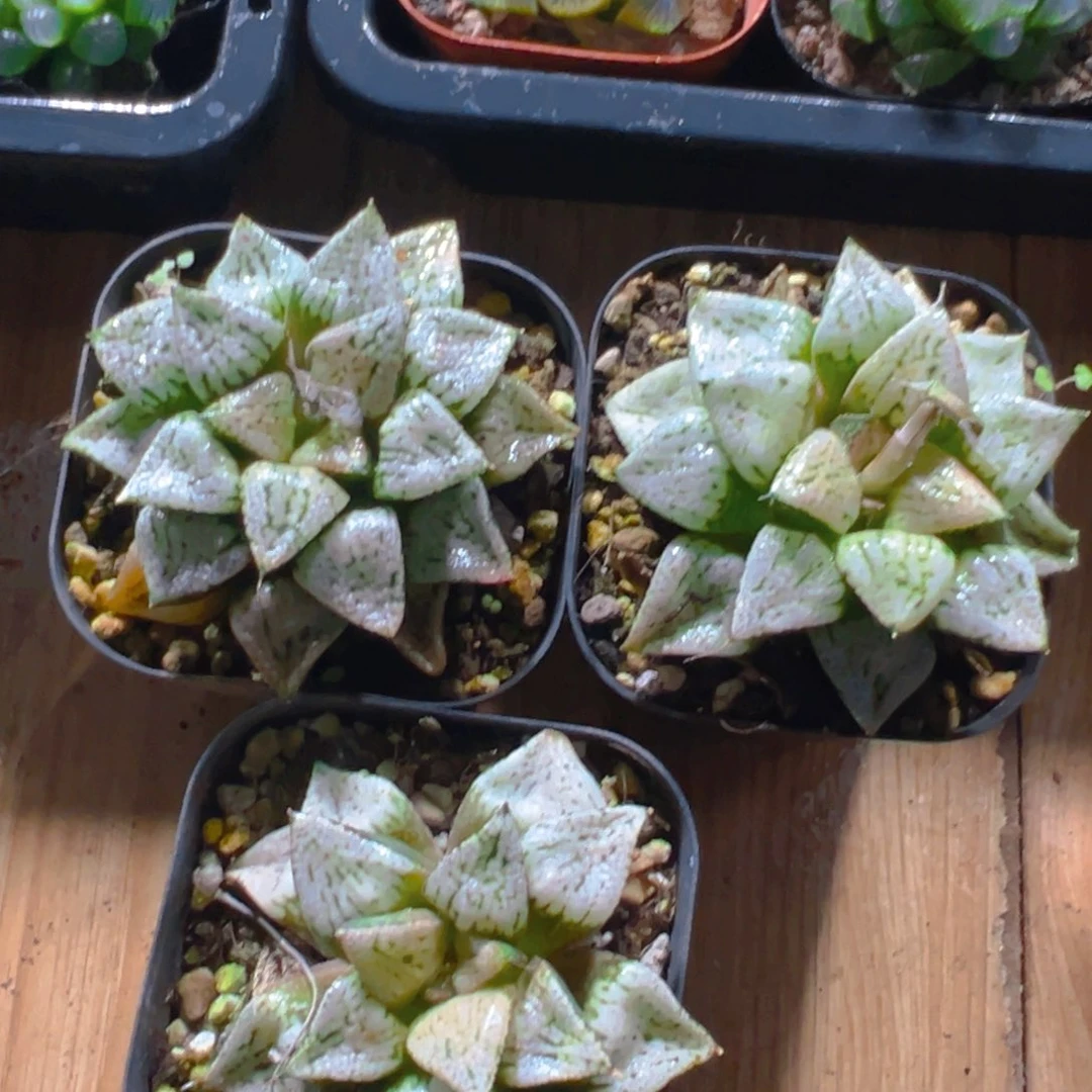 潘多拉魔盒多肉多肉一颗