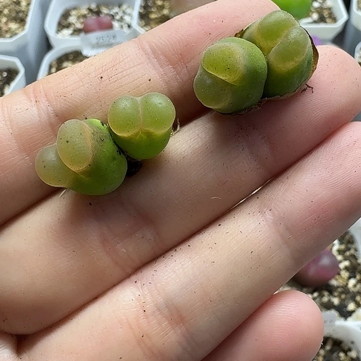 老马生石花双头o泡2503