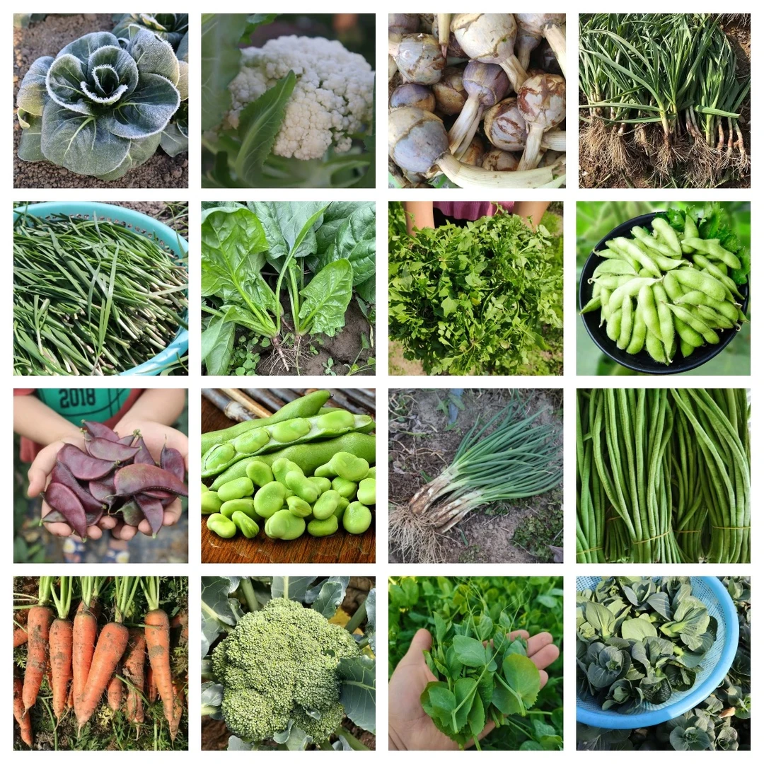 【二狗专属】湘西时令蔬菜顺丰包邮