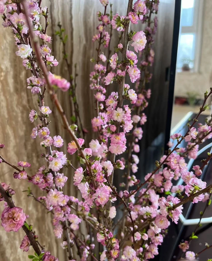 西藏包邮鲜花西藏绿源鲜花包邮·榆叶梅