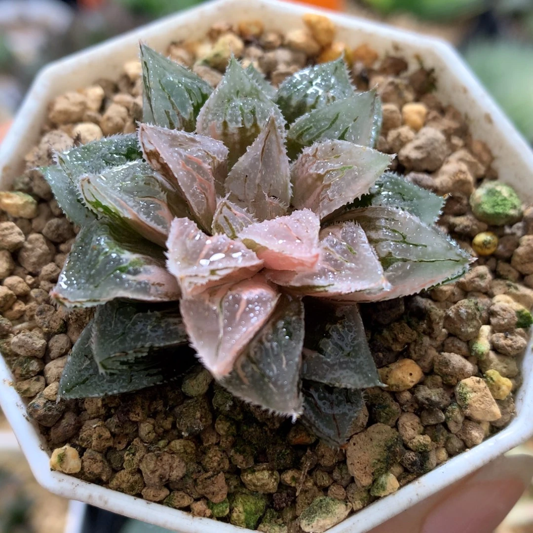 冰沙糖寿锦，带盆一起