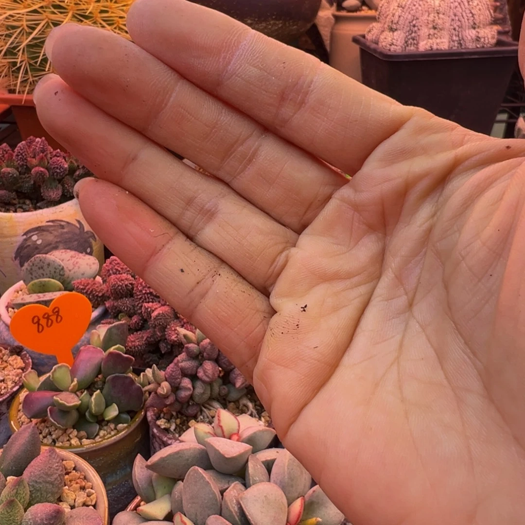 小***火6盒土……我们要的嗯嗯