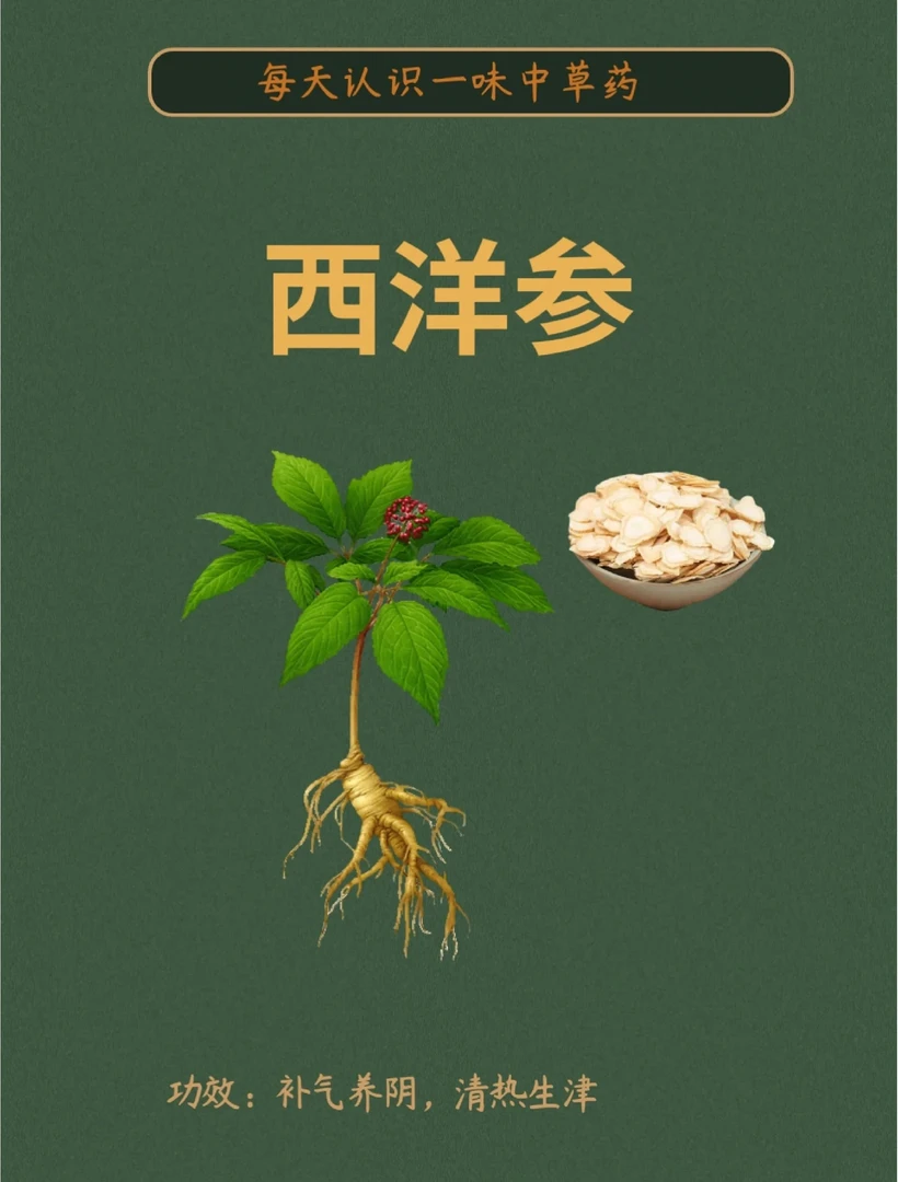 长白山大片西洋参 精选品质 可泡酒煲汤