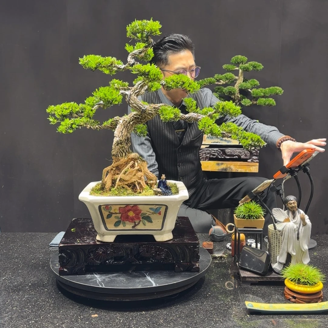 以实际为准黄杨室内室外盆景艺术