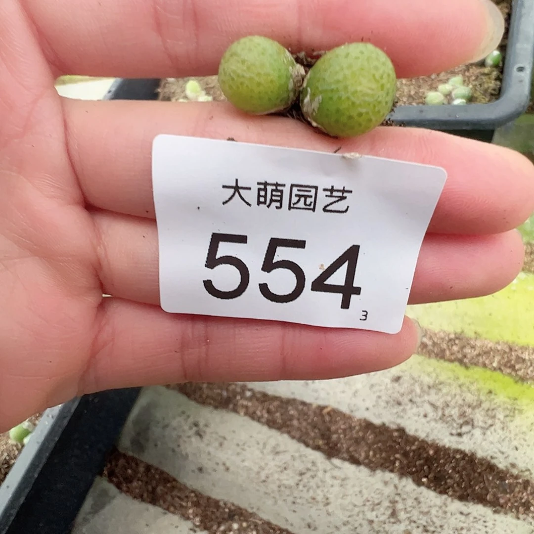 0000554量拍双头玉米1颗