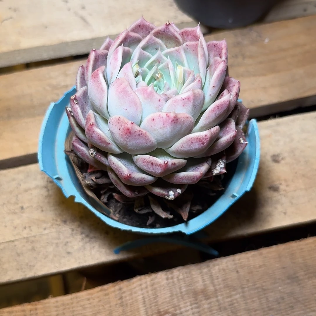 多肉植物不带盆发货