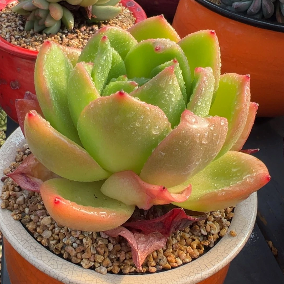 从前慢多肉精选编号0729.22