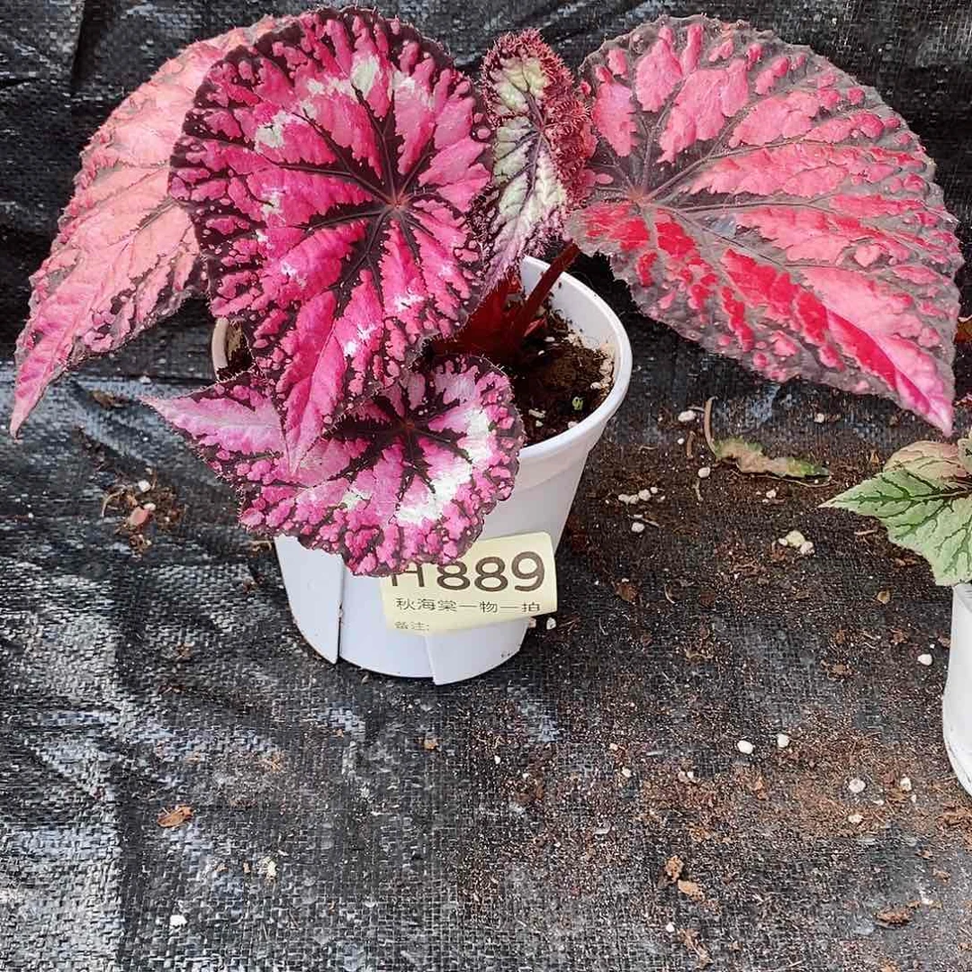 不开花植物馋*人秋海棠889