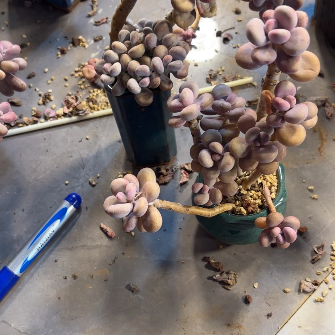 早**觉26号老庄多肉植物