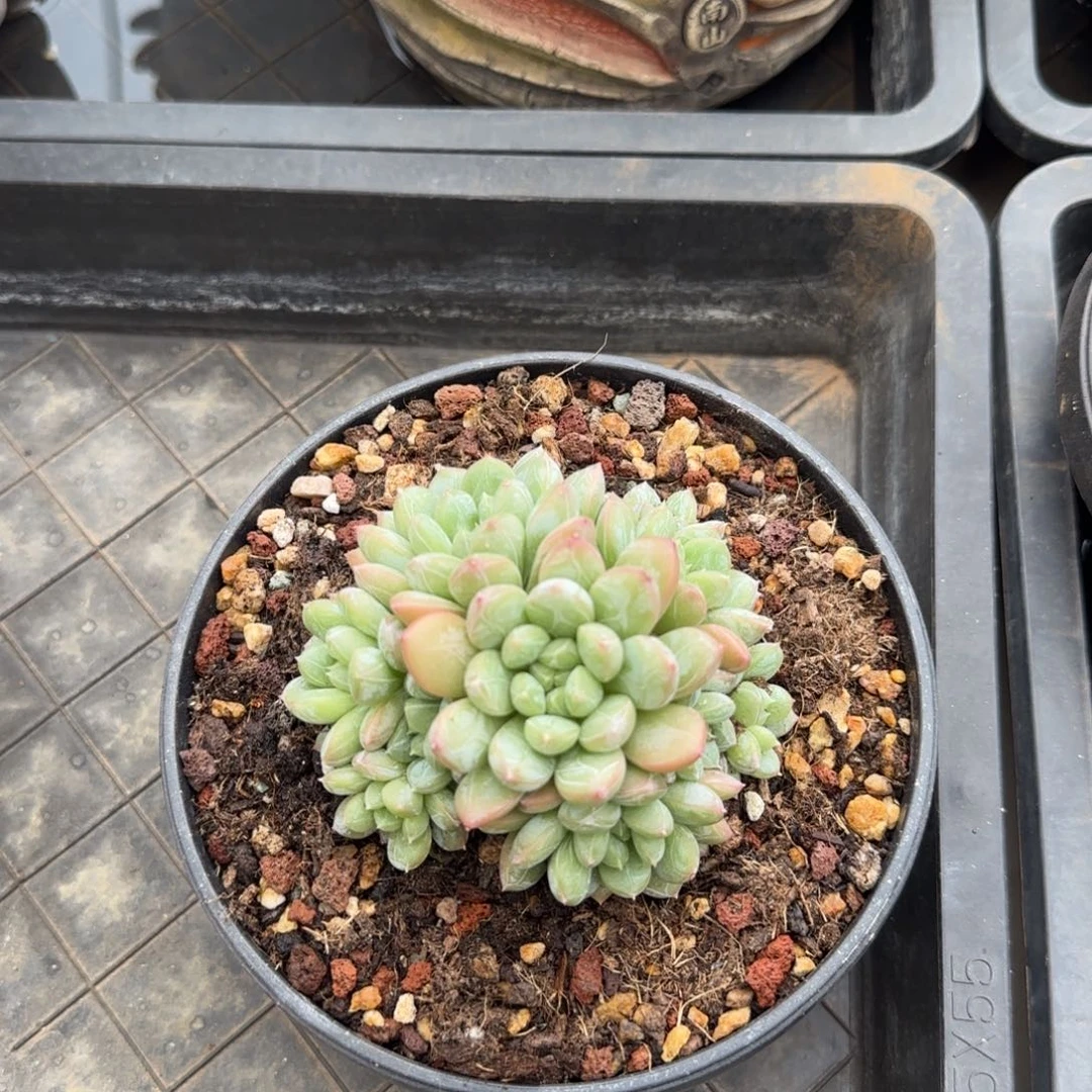 多肉植物一物一拍