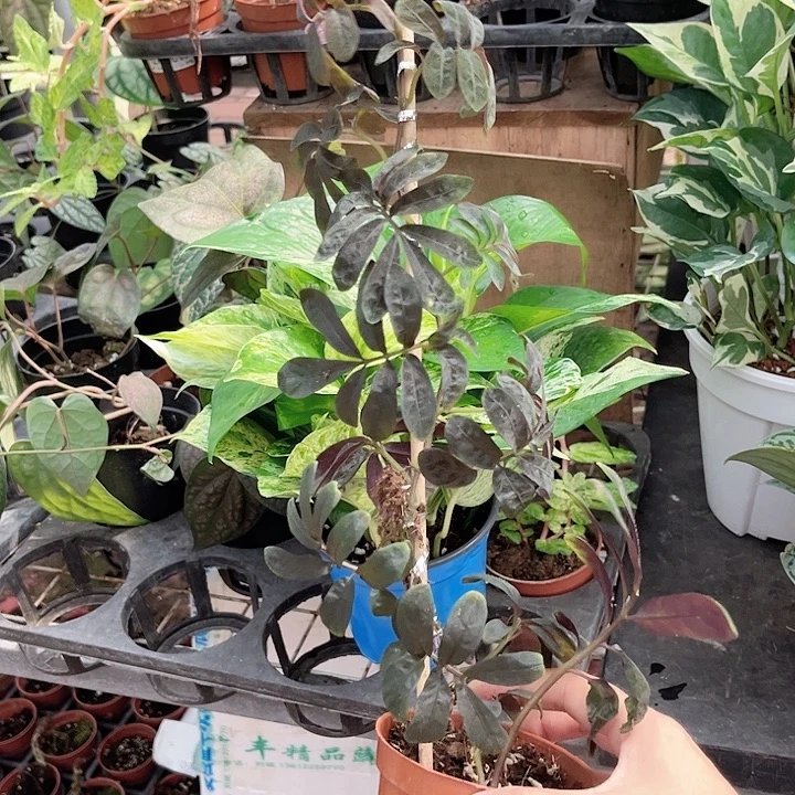 完全开放759 紫茄