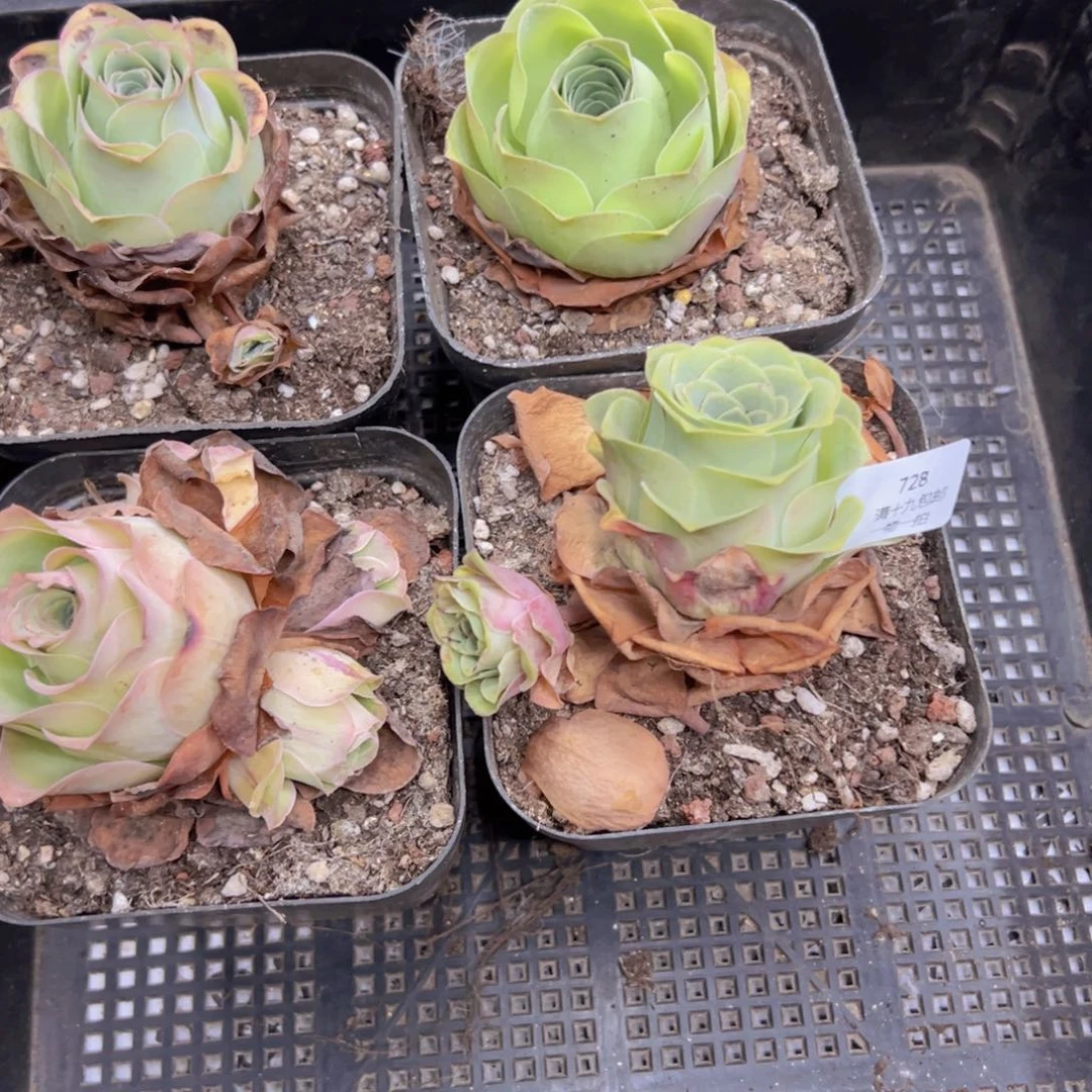 728 侧牙掉了不包损无售后