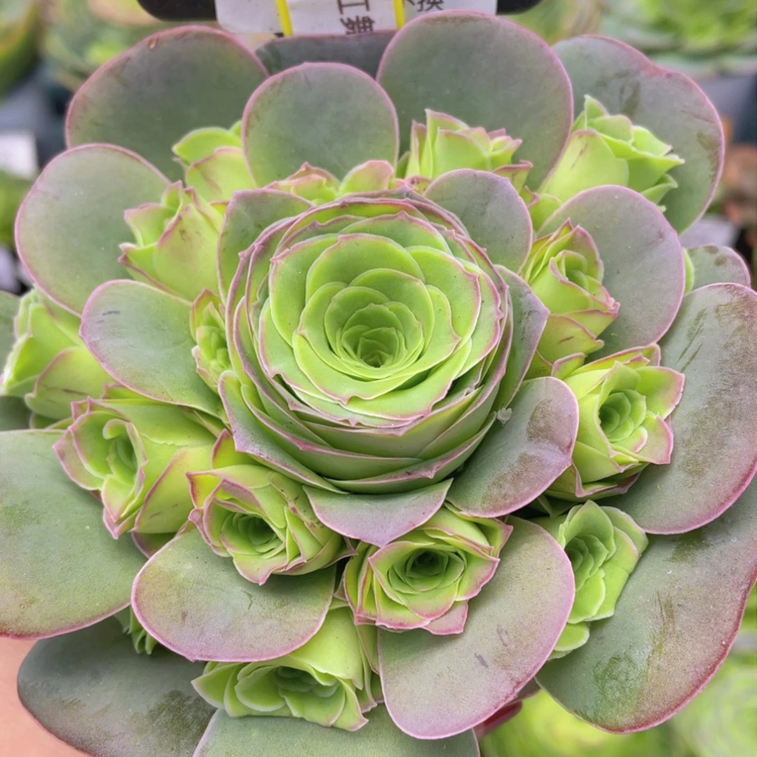 粉红舞鞋一物一拍098