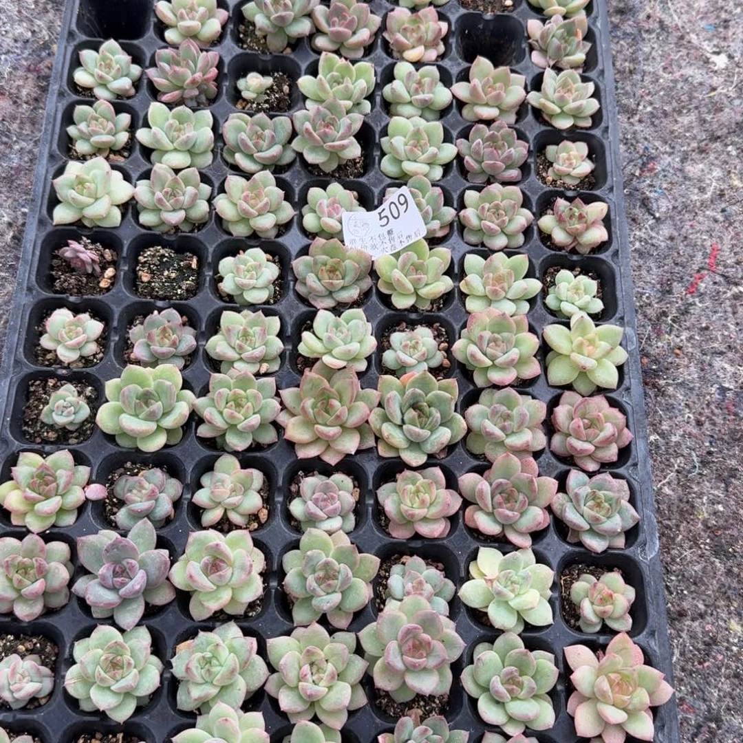 如图509播种穴盘一份