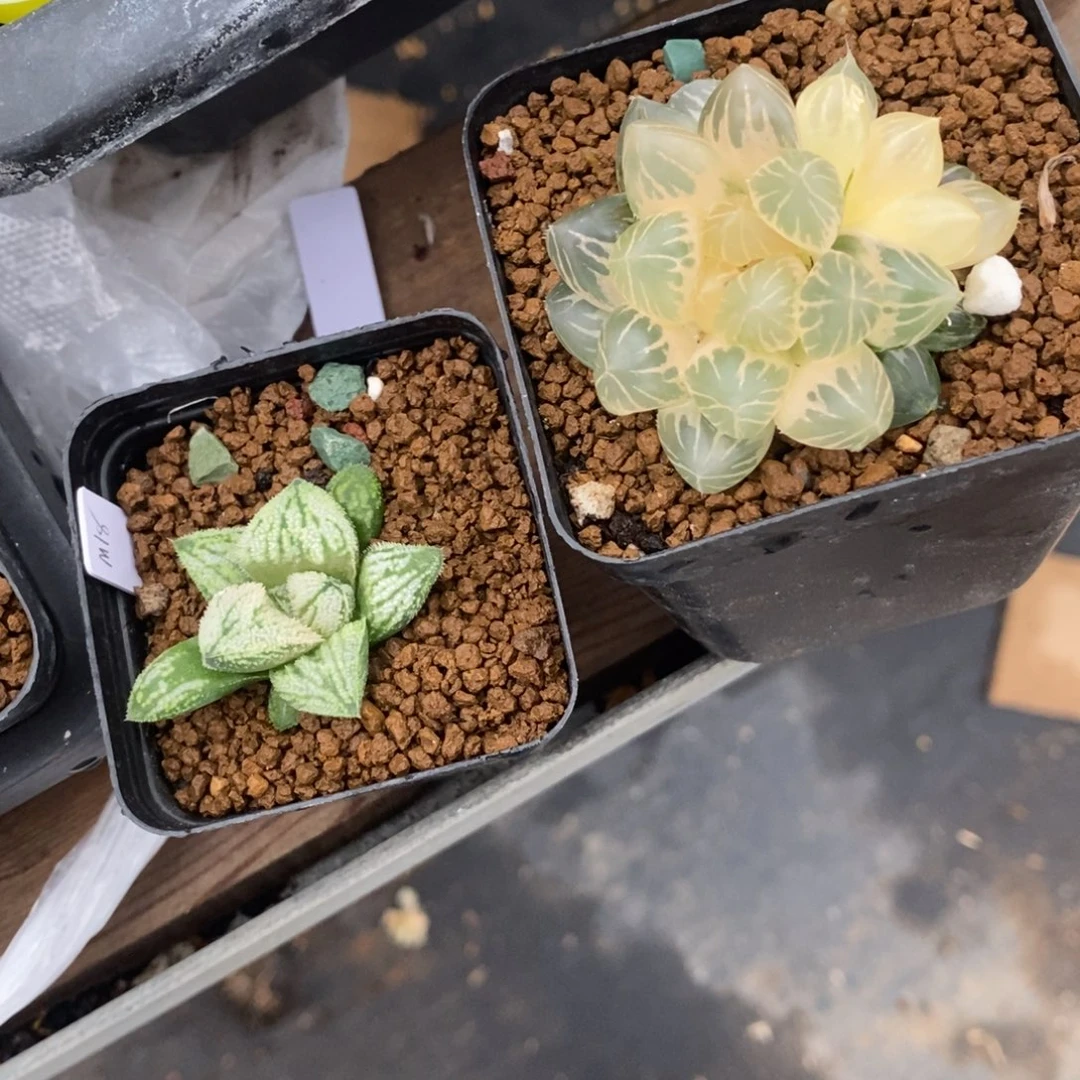 3034 两颗一起 点赞福利