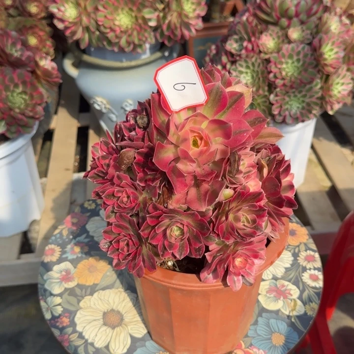 花好月又圆0330～6