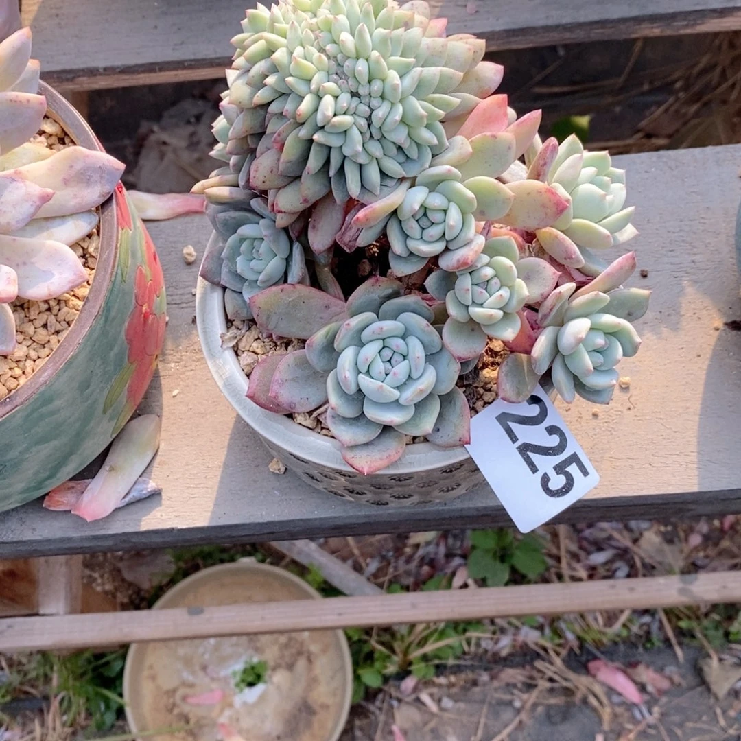 C***装225破烂儿妈呀呀呀呀