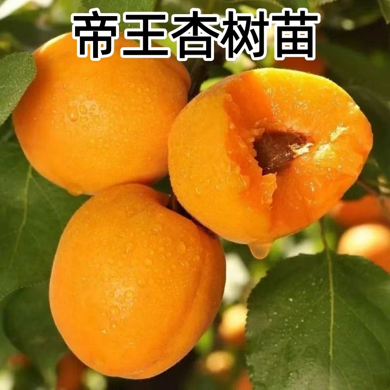 耐寒杏树苗嫁接帝王杏果树苗南北方庭院种植杏树苗地栽盆栽杏树苗
