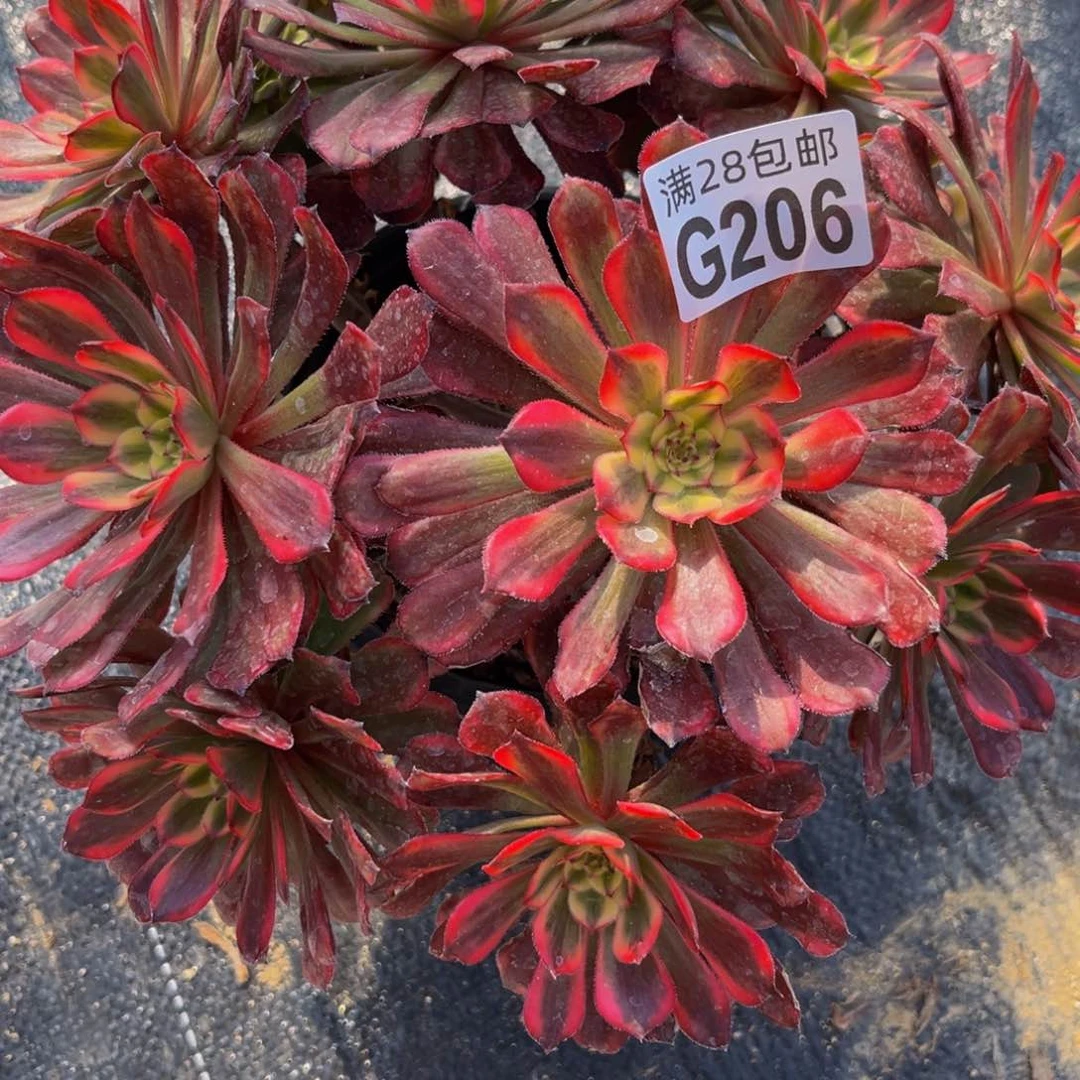 206多肉植物一物一拍