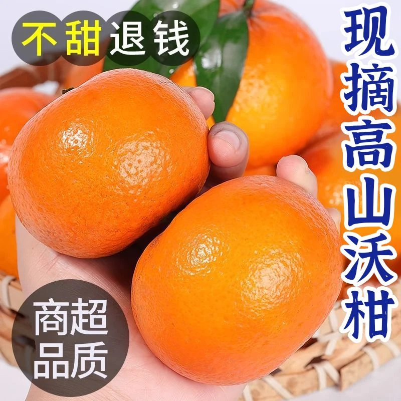 【现摘现发】正宗高山沃柑新鲜现摘当季孕妇水果超甜薄皮柑橘子批发