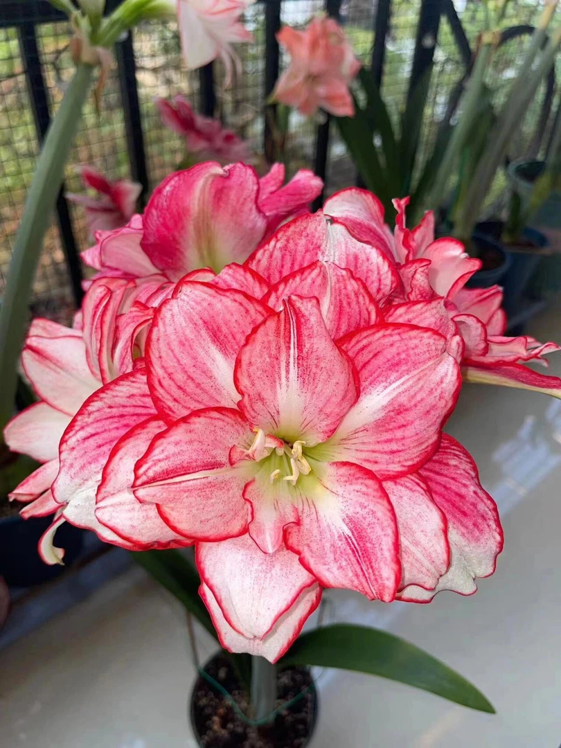 （安瑞雅）朱顶红自然球包对版重瓣送肥料